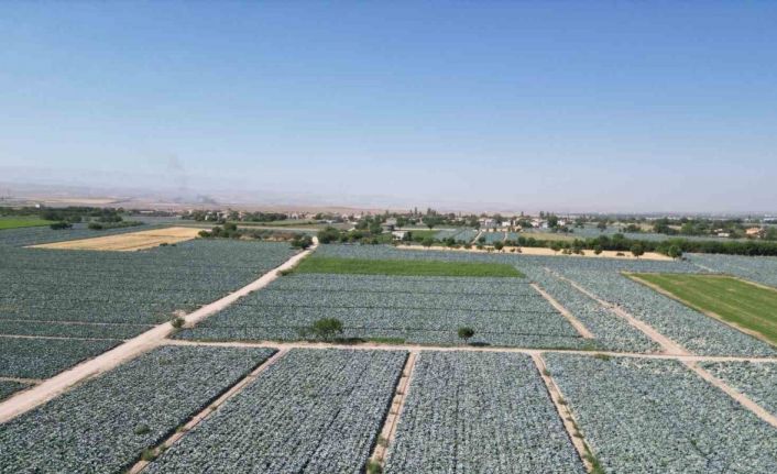 Niğde’de lahana tarlalarında pestisit denetimi yapıldı