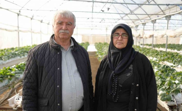 Niğde’de topraksız tarım yöntemiyle çilek üretimi kadın emeğiyle büyüyor