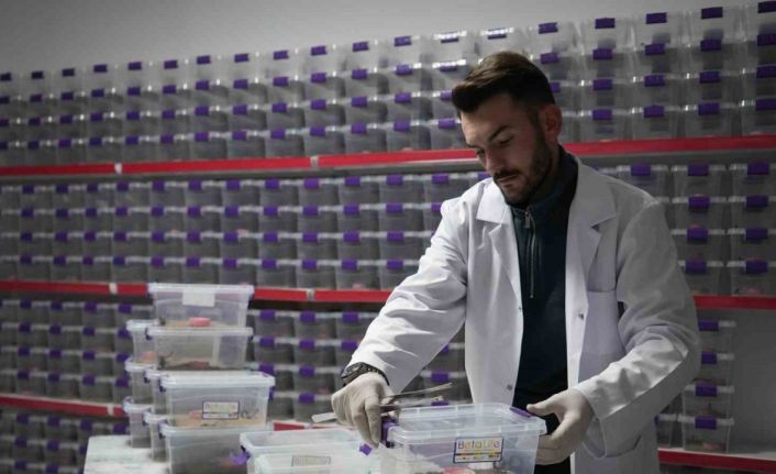 Niğde’den dünyaya ’akrep zehri’ ihracatı