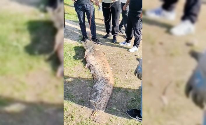 Oltaya takılan 50 kiloluk dev balık şaşırttı