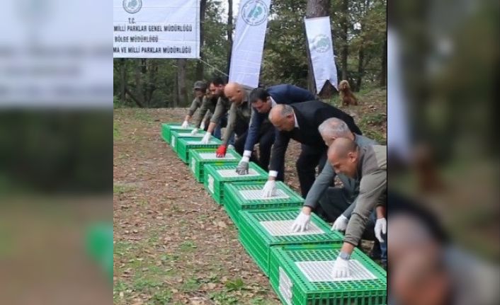 Ordu’da doğaya 200 sülün salındı