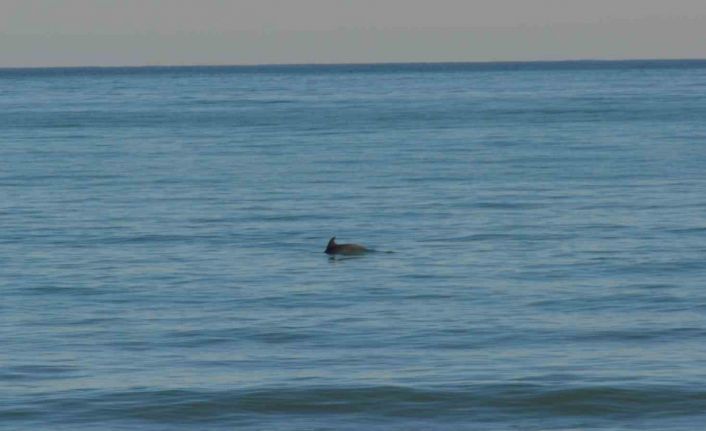 Ordu’da Yunus şöleni: Balık avı kameralara yansıdı
