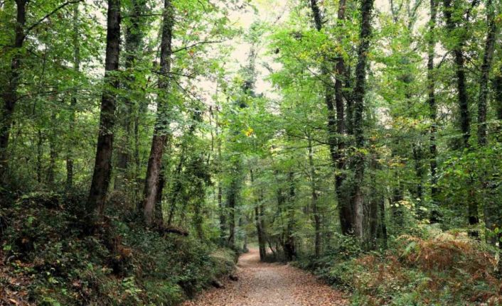 Ormanya sonbahar renkleriyle ziyaretçilerini ağırlıyor