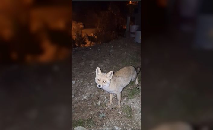 Osmaniye’de meraklı tilki, Osmaniye kömbesini geri çevirmedi