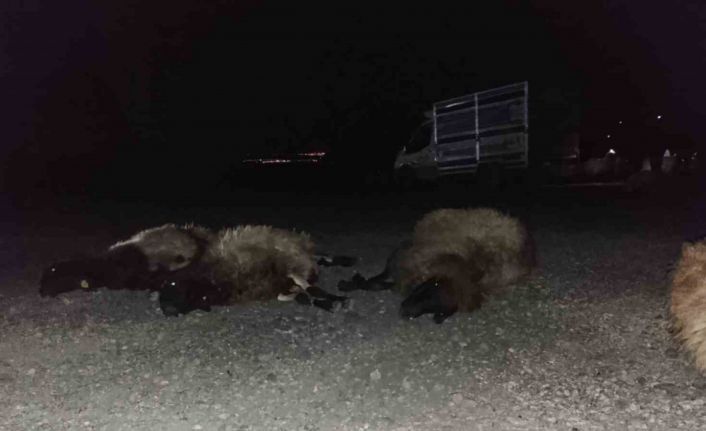 Otomobil sürüye çarptı, 8 koyun telef oldu