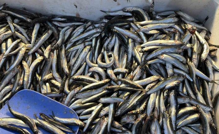 Palamut Gürcistan’a kaçınca tezgahlar hamsiyle doldu