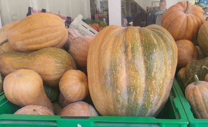 Palu’da ata tohumu kabaklar 35 kiloya ulaştı