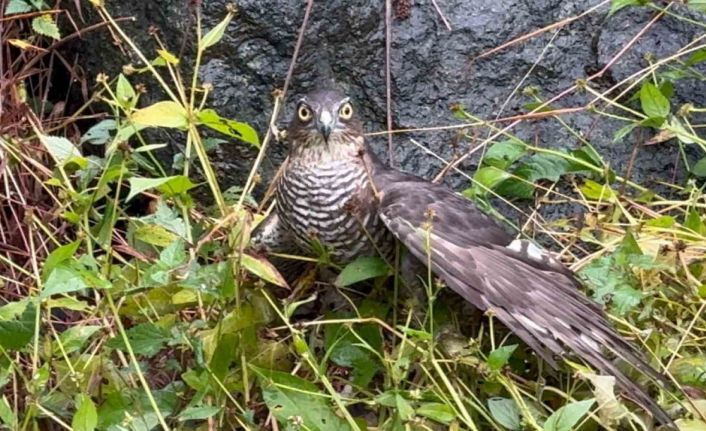 Rize’de atmacalar bıldırcın avında yarıştı