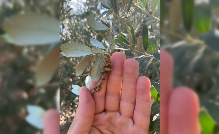 Salihli’de üreticilere zeytin dal kanseri uyarısı