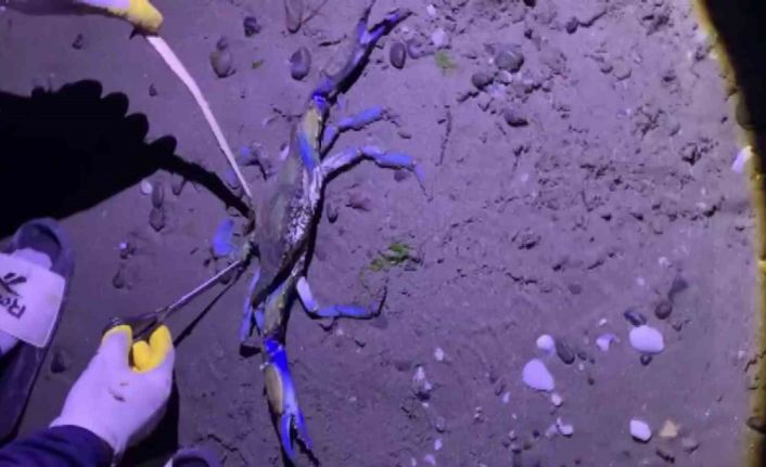 Samsun sahilinde nadir misafir: Mavi yengeç kıyıya vurdu