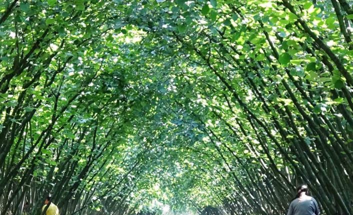 Samsun’da 63 yatırımcıya fındık hasat filesi hibesi