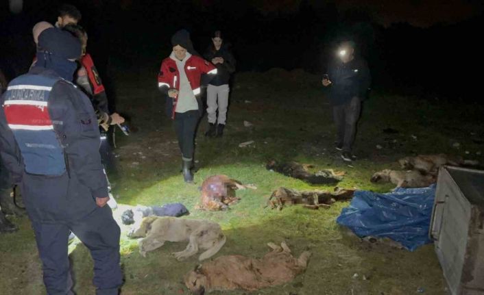 Samsun’da çöp konteynerinde 9 telef olmuş köpek bulundu