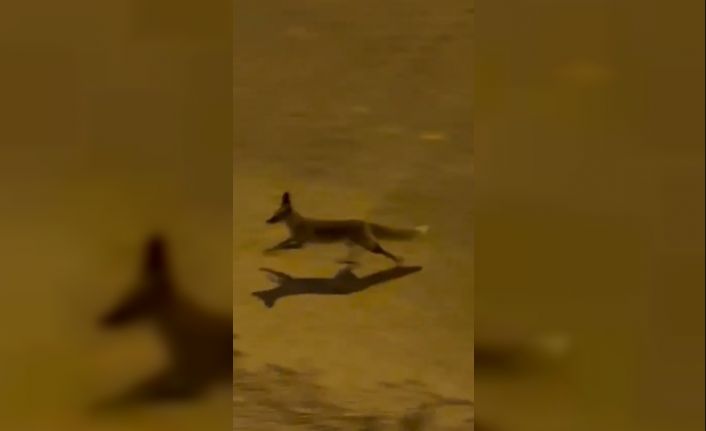 Şanlıurfa’da aç tilki kent merkezine indi