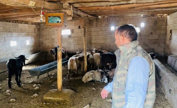 Şanlıurfa’da başıboş köpek dehşeti: 5 koyun telef oldu