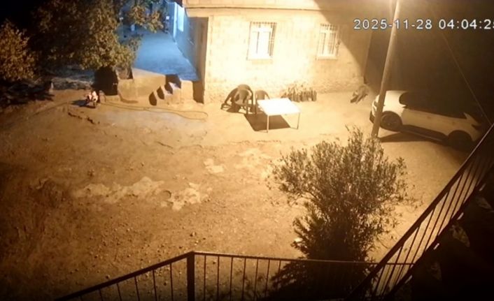 Şanlıurfa’da sırtlanlar tavuk kümesine girdi: Horoz ve tavukları çaldı