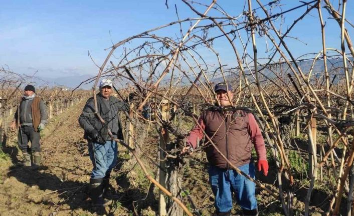 Sarıgöl’de bağ budama işçi ücretleri belli oldu