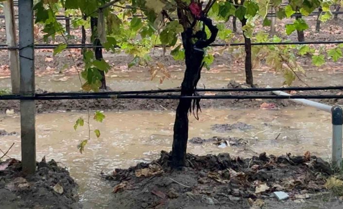 Sarıgöl’de özlenen yağışlar çiftçinin yüzünü güldürdü