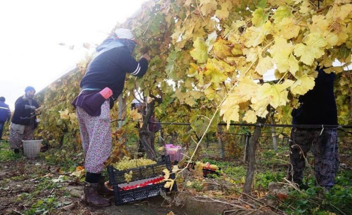 Sarıgöl’de üzüm hasadı aralıksız sürüyor