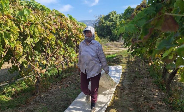 Sarıgöl’deki bağlarda örtü toplama mesaisi başladı