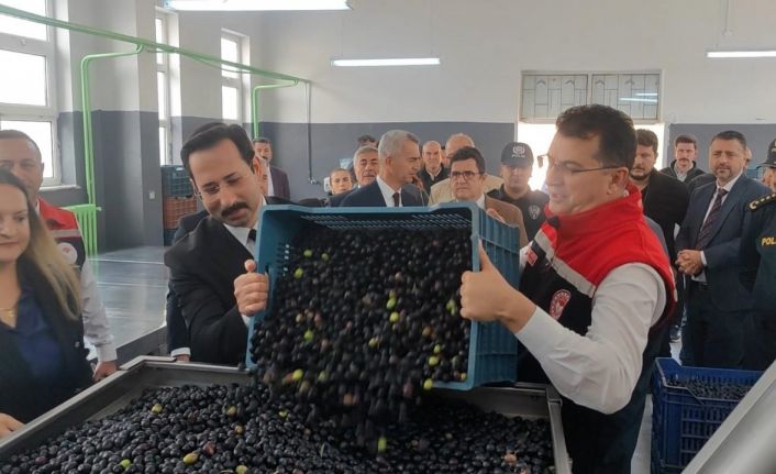 Şarköy’de zeytin hasadı yapıldı