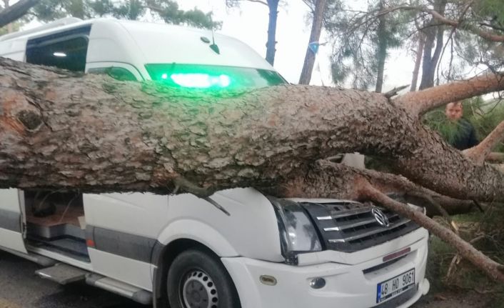 Seyir halindeki minibüsün üstüne ağaç devrildi