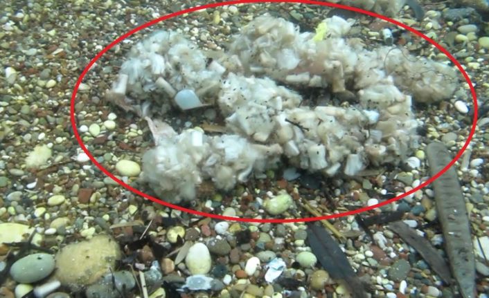 Sigara izmaritleri denizde pamuk tarlasına dönüştü