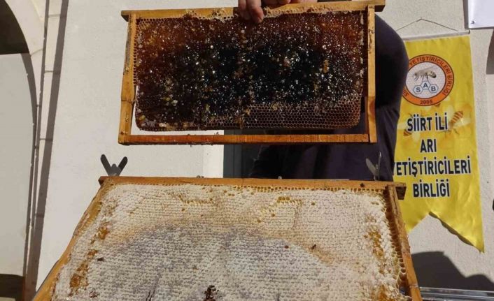 Siirt’te arıcılara 41 milyon 436 bin liralık destek