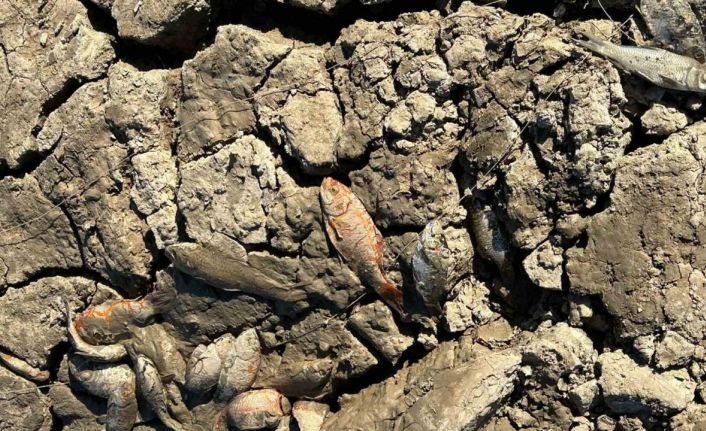 Siirt’te balık teleflerine karşı gölete 150 tonluk su takviyesi