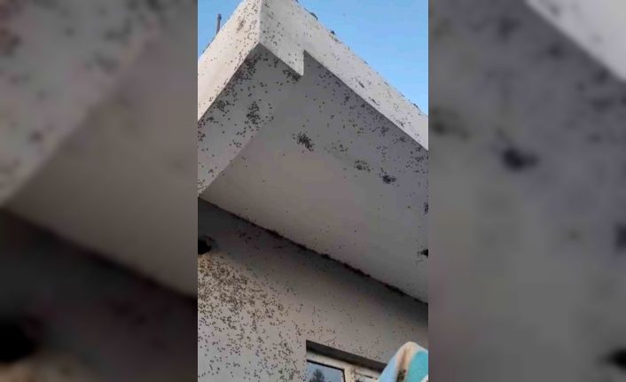 Siirt’te bir evin dış cephesini sinekler istila etti