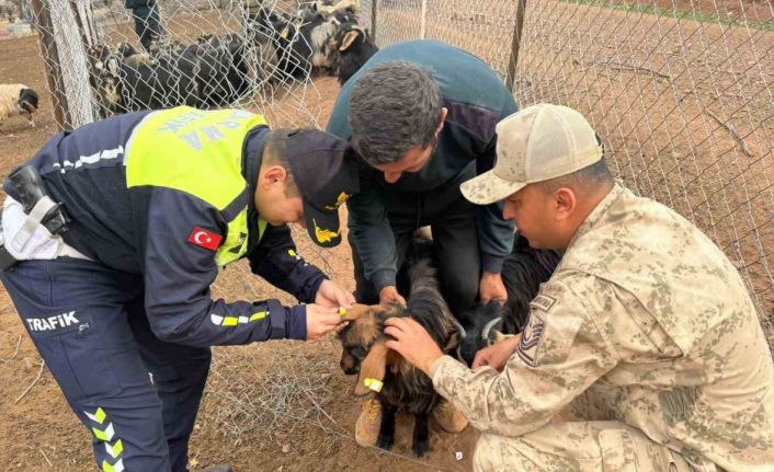 Siirt’te hayvan kazalarının önlenmesi için sürüye "reflektif bant" takıldı