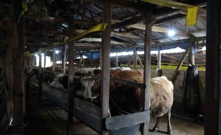 Şile’de şap alarmı: 3 köy karantinada, 18 mahalle gözetim altında