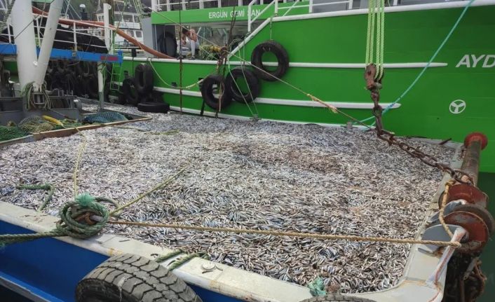 Sinop’ta hamsi denetimleri