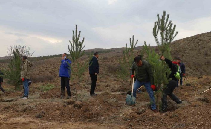Sivas’ta 58 bin fidan toprakla buluşturuldu