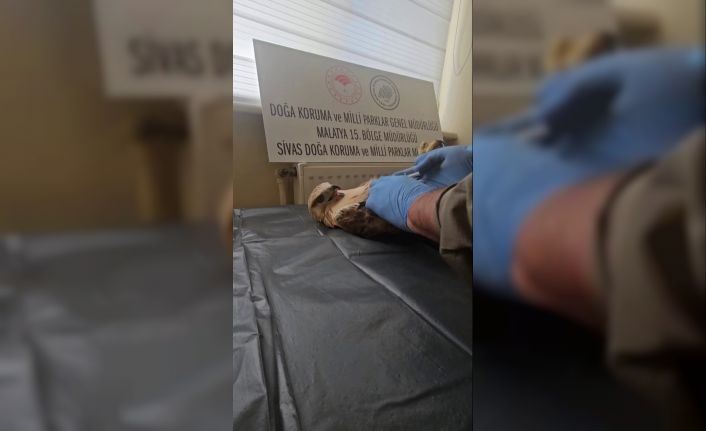 Sivas’ta bitkin halde bulunan şahin, yeniden doğaya salındı