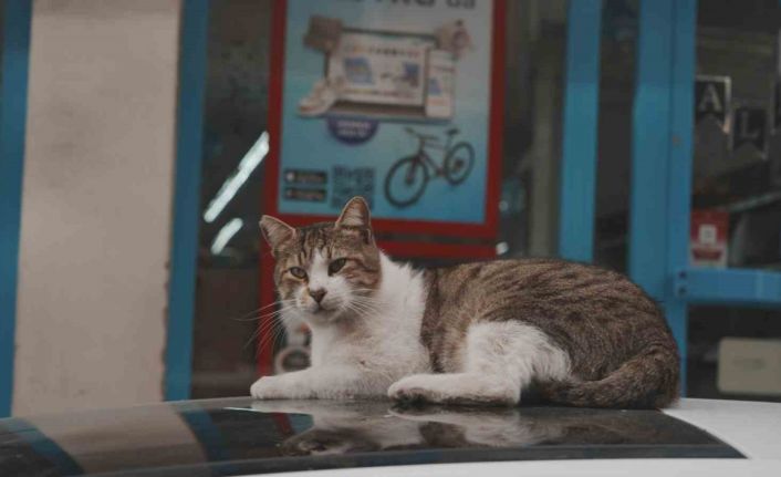 Sokak kedilerinin market mesaisi