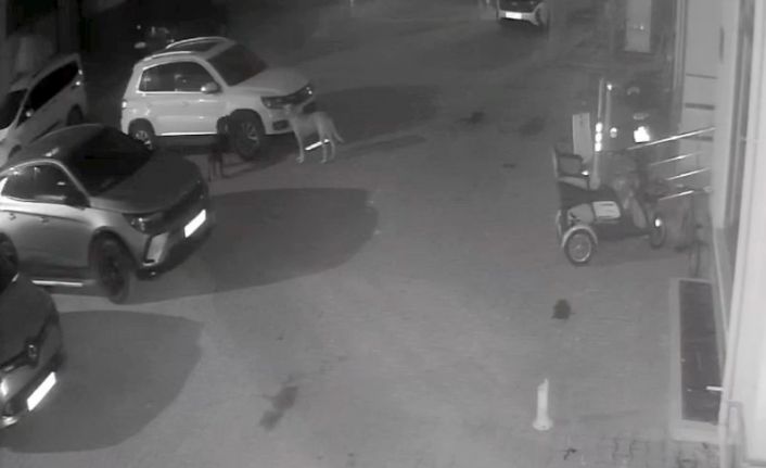 Sokak köpekleri park halindeki aracı parçaladı: O anlar kamerada