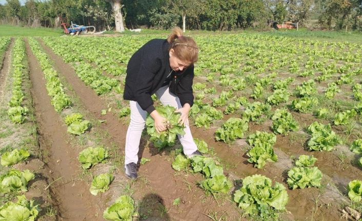 Söke’de gıda güvenliği için marul tarlalarında numune alındı