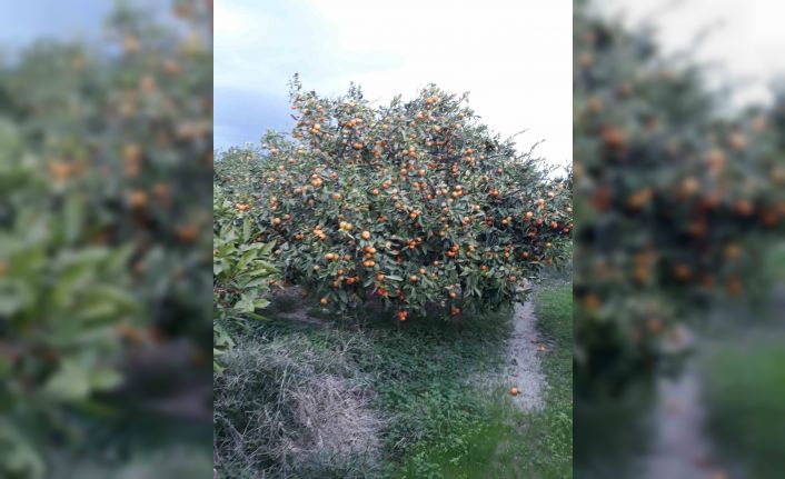 Söke’de zararlı popülasyonunda artış görüldü