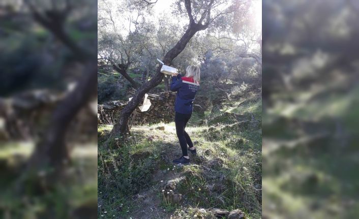 Söke’de zeytin sineği mücadelesi devam ediyor