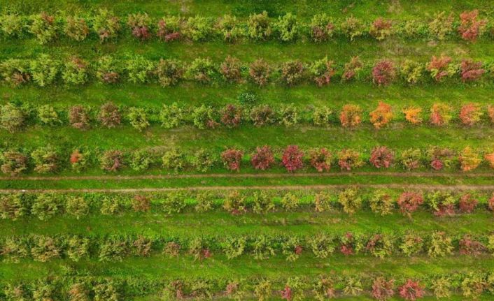 Sonbaharın renk cümbüşü Uludağ eteklerinde