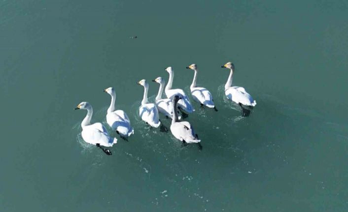 Süphan Dağı manzarasında kuğu dansı