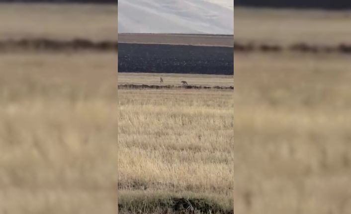 Susuz’da kurt sürüsü görüntülendi