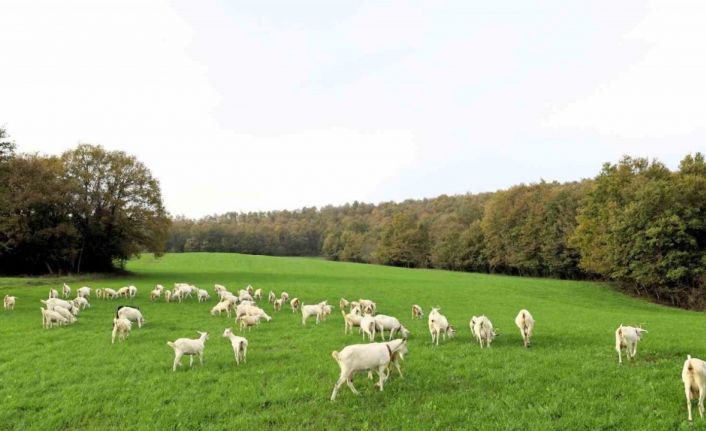 Süt otu desteği meraları yeşertti, maliyetleri düşürdü