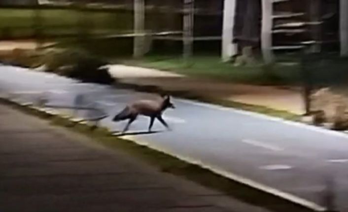 Tekirdağ sahilde tilki görüntülendi