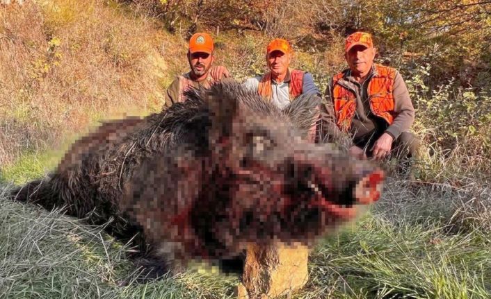 Tekirdağ’da avcılar bile şaşırdı: 300 kiloluk yaban domuzu avlandı