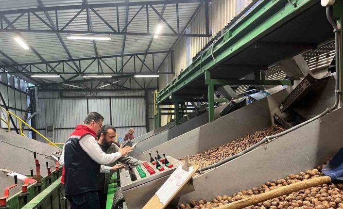 Tekirdağ’da ceviz ekim alanları genişliyor