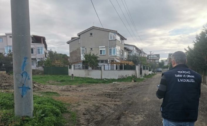 Tekirdağ’da sahipsiz sokak hayvanları için sayım çalışması yapılıyor