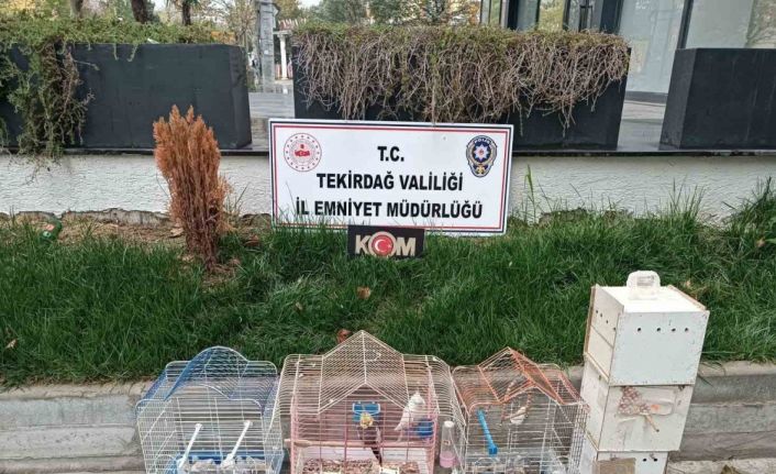 Tekirdağ’da yasa dışı hayvan üretimine ağır ceza