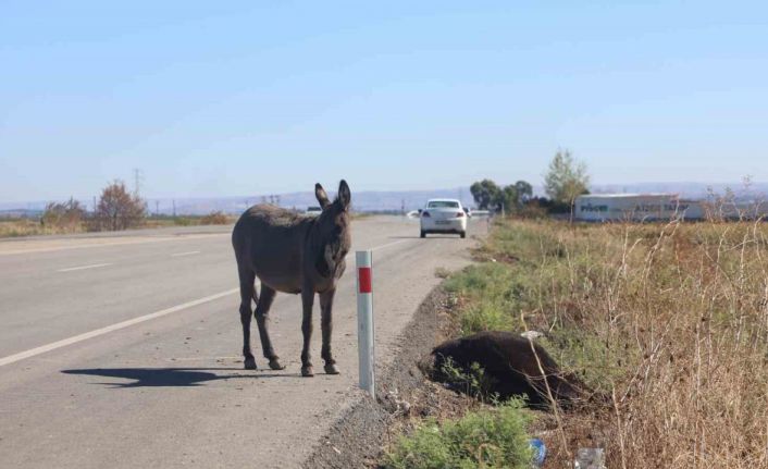 Telef olan annesinin başında beklediği görüntülerle duygulandıran sıpa yeni yuvasında yaşamaya başladı