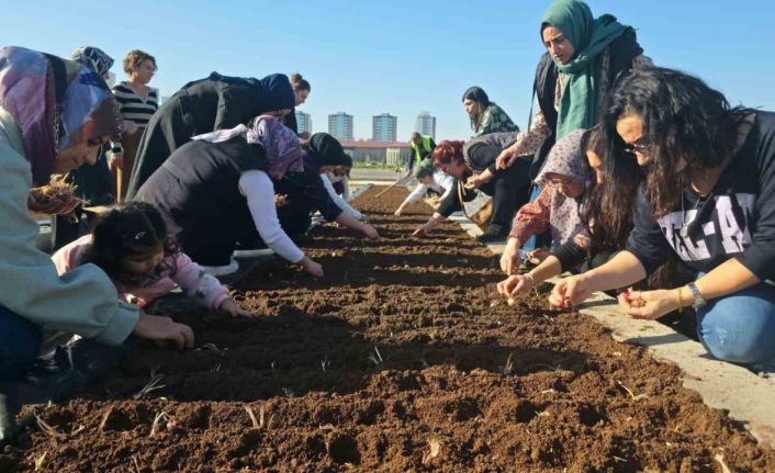 Tıbbi ve Aromatik Bitkiler Atölyesinde safran ekimi